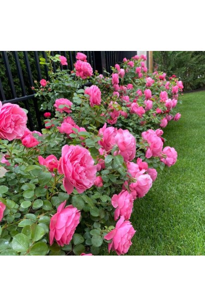 Троянда флорібунда Леонардо да Вінчі бордюрна посадка